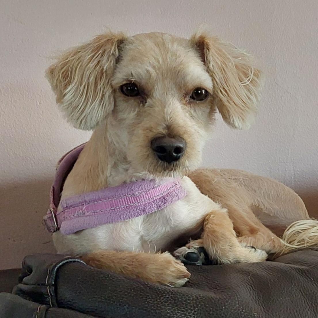 Cooper, a ADOPTABLE mixed breed in Mount Royal, NJ image 2/4