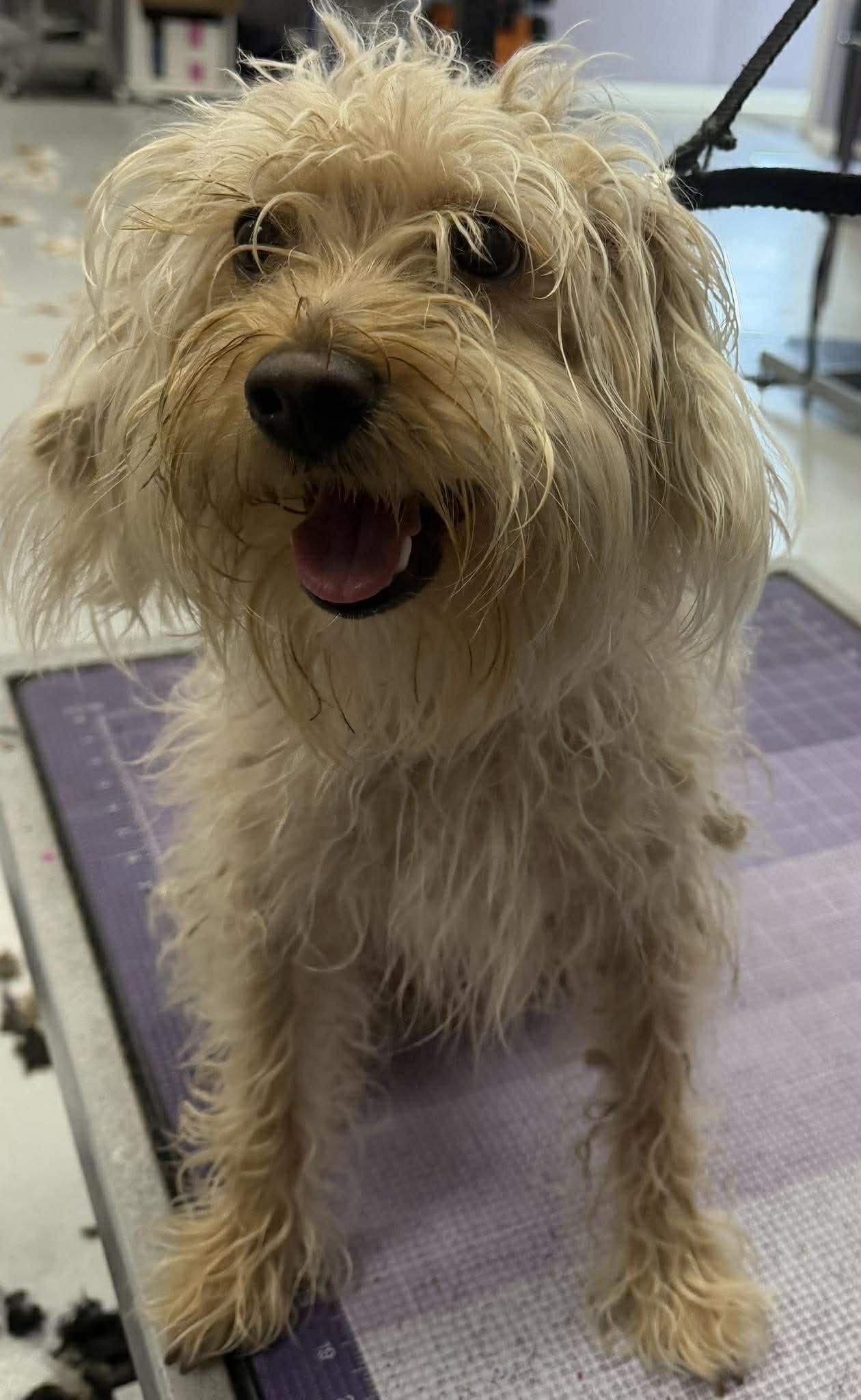 Cooper, a ADOPTABLE mixed breed in Mount Royal, NJ image 4/4