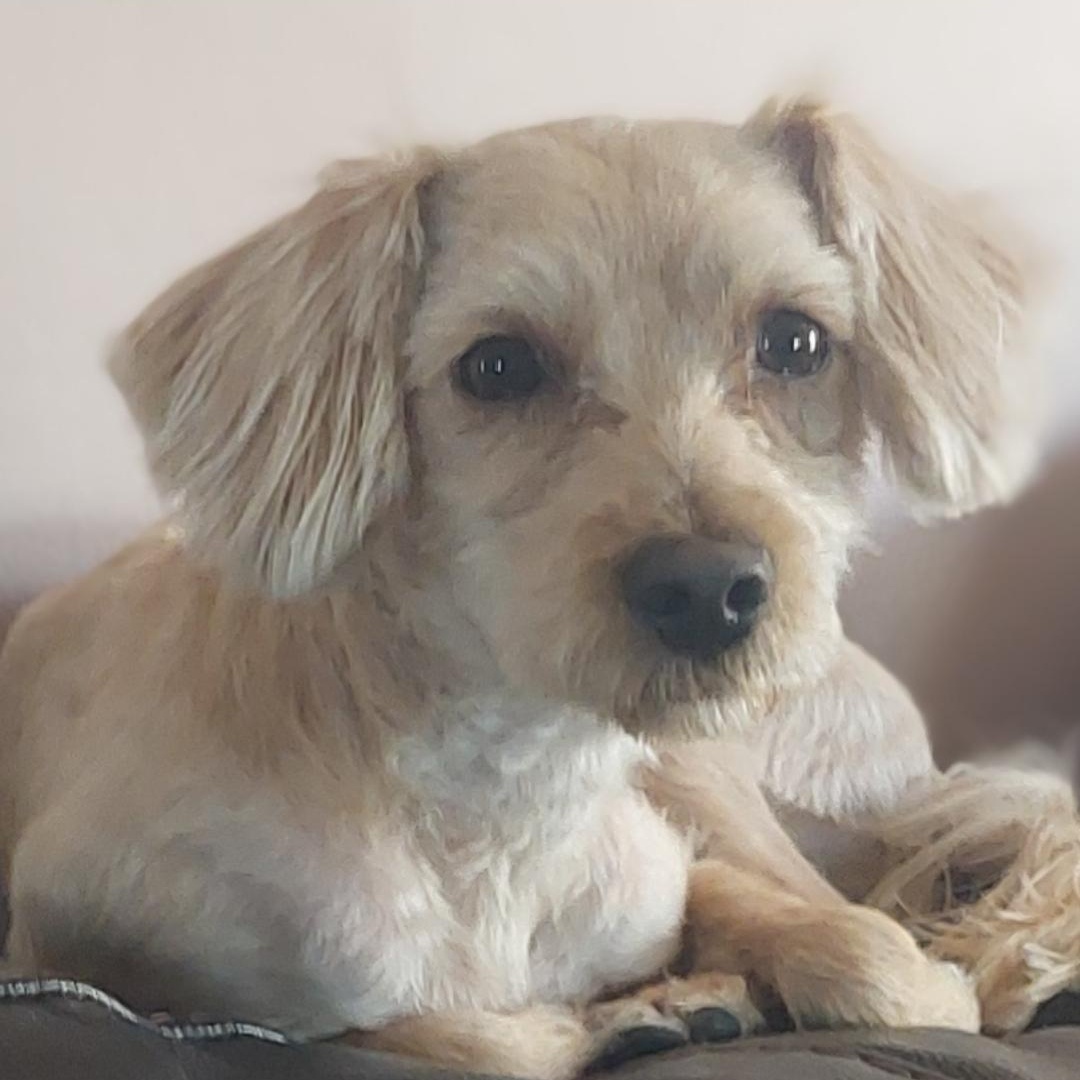 Cooper, ADOPTABLE, Young Male Terrier.