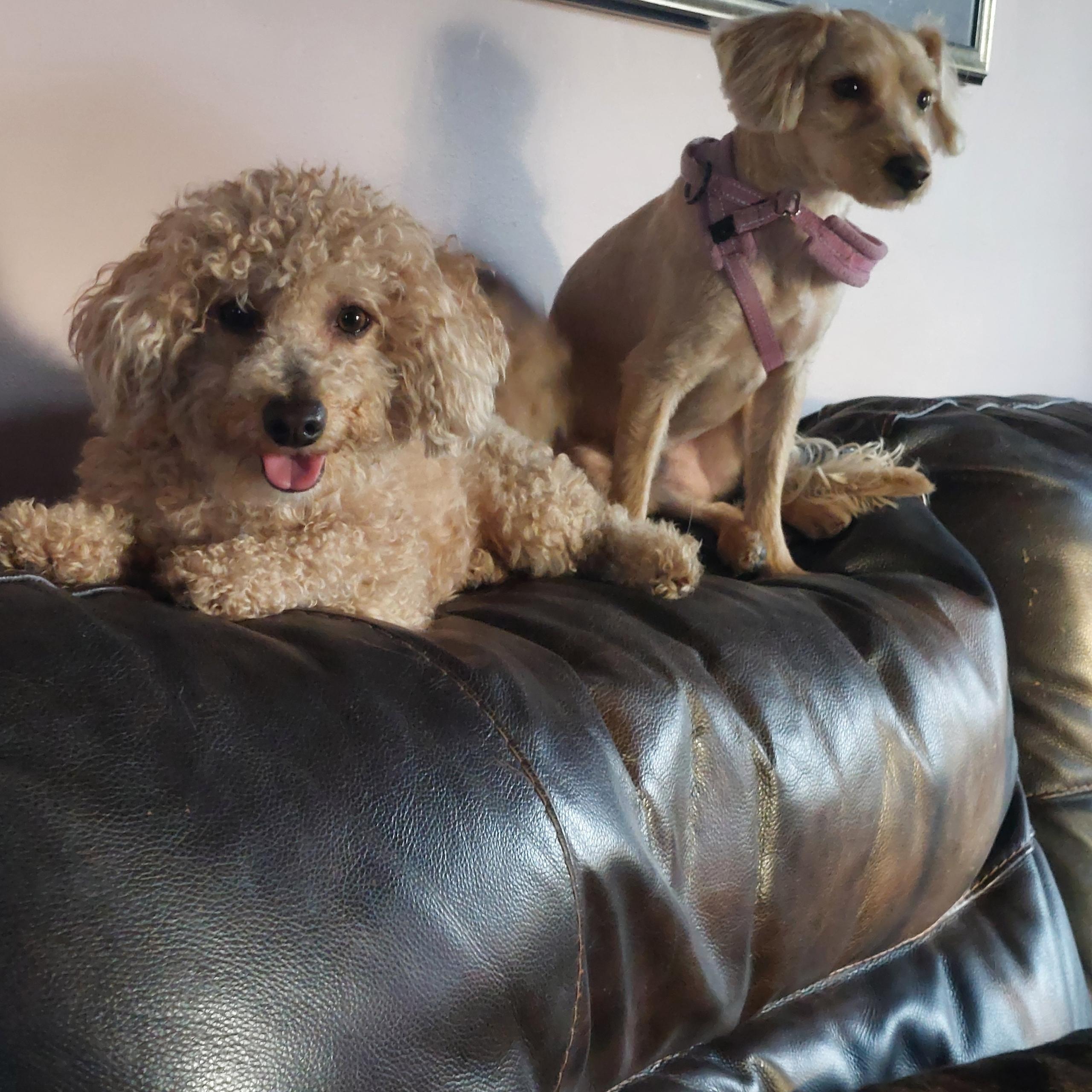 Cooper, a ADOPTABLE mixed breed in Mount Royal, NJ image 3/4