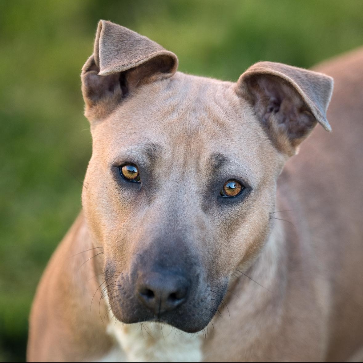 Enlarge Mango, a Adoptable mixed breed in Vancouver, WA image 1/3