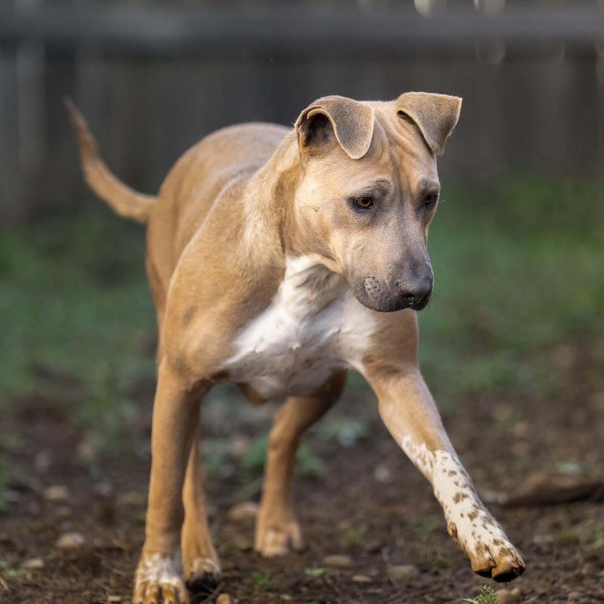 Enlarge Mango, a Adoptable mixed breed in Vancouver, WA image 2/3