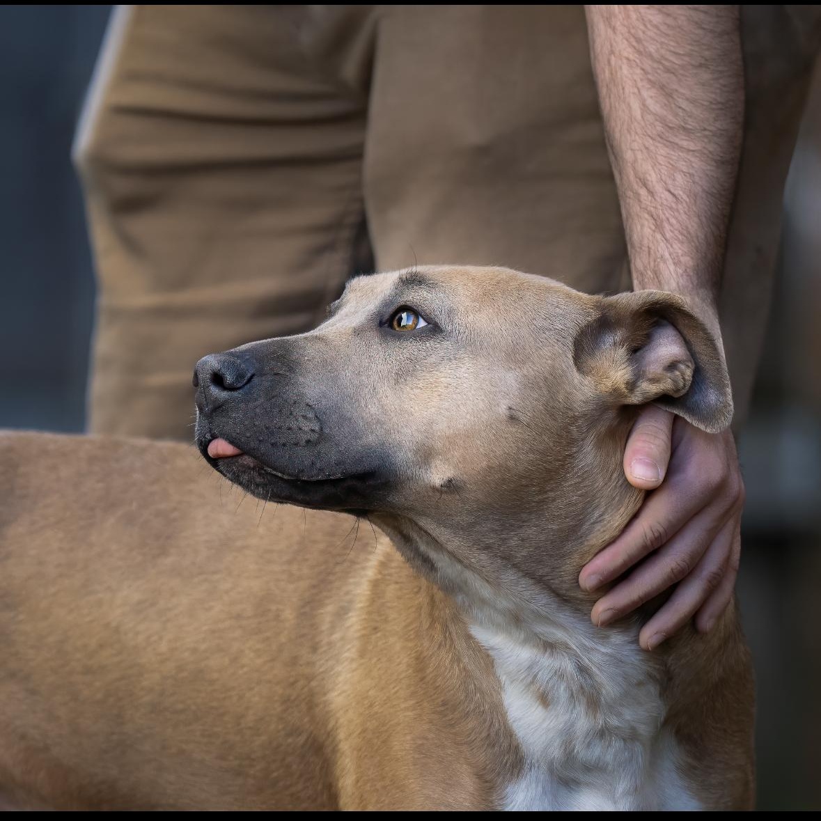 Enlarge Mango, a Adoptable mixed breed in Vancouver, WA image 3/3