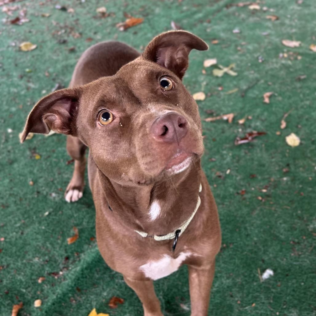 Enlarge Aponi, a Adoptable Mixed Breed in Alexandria, VA image 2/6