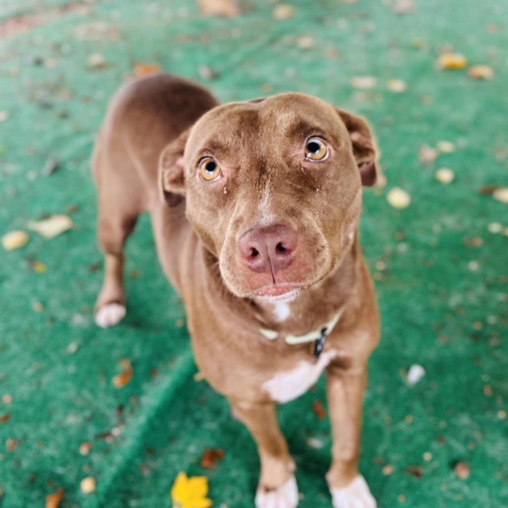 Enlarge Aponi, a Adoptable Mixed Breed in Alexandria, VA image 3/6