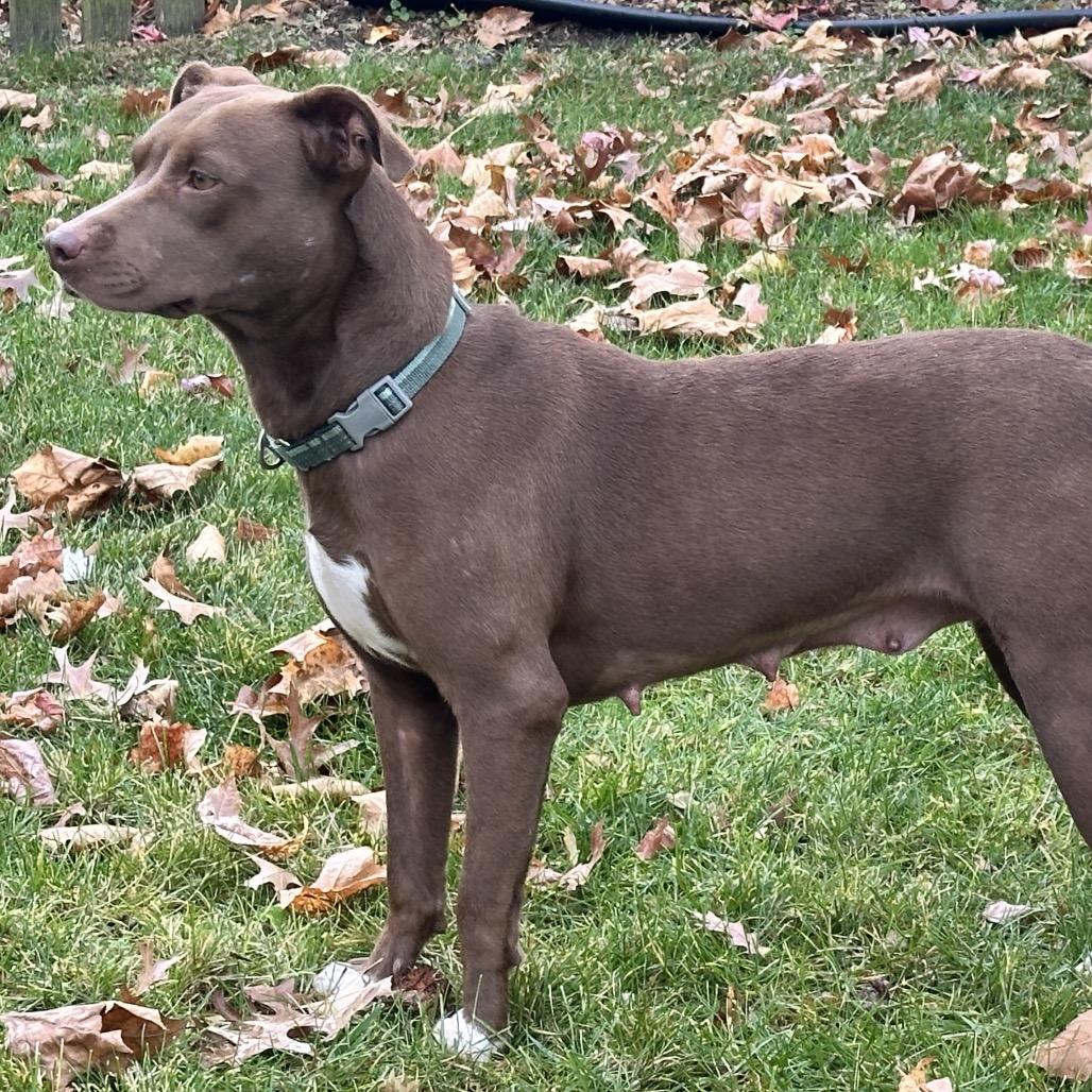 Enlarge Aponi, a Adoptable Mixed Breed in Alexandria, VA image 4/6