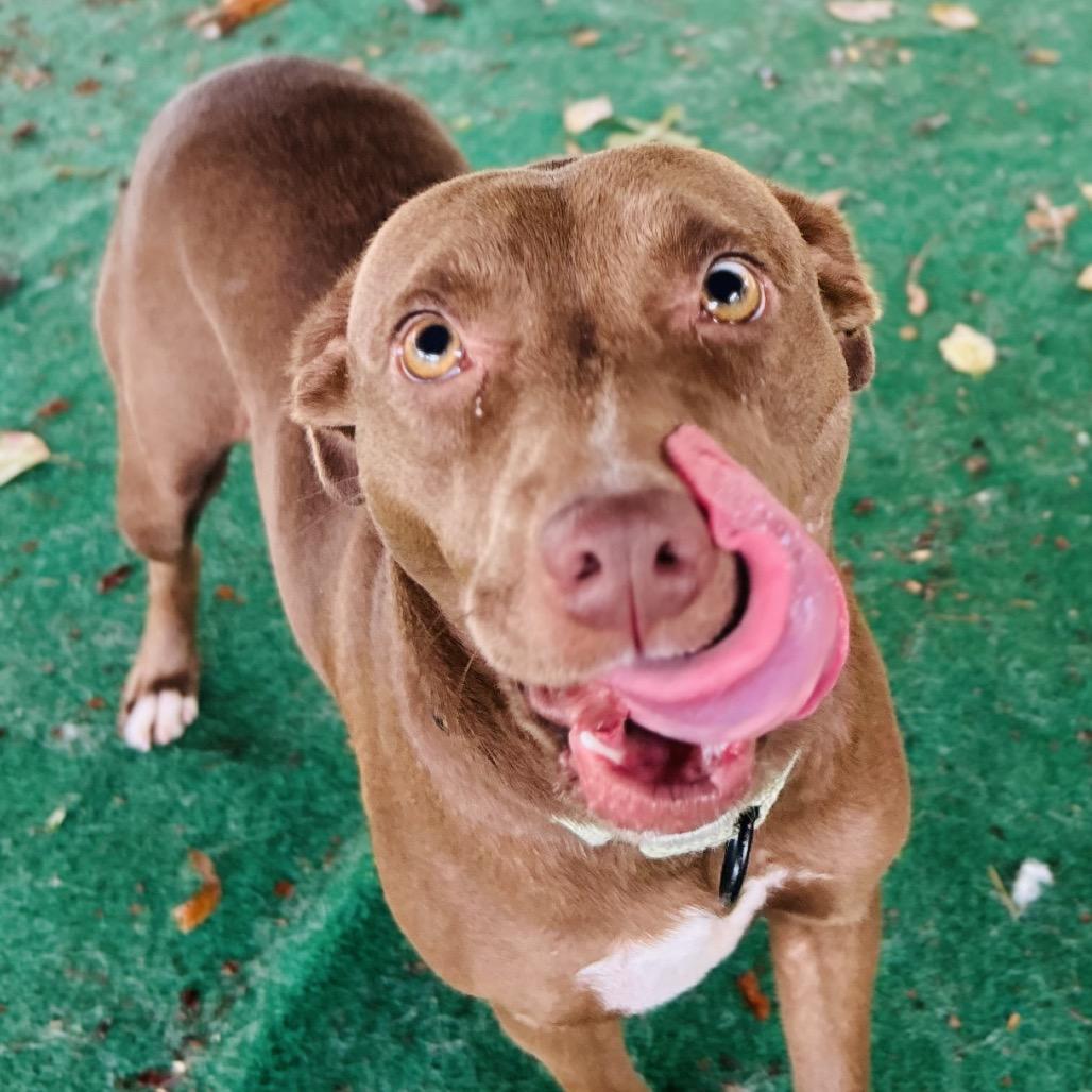 Enlarge Aponi, a Adoptable Mixed Breed in Alexandria, VA image 5/6