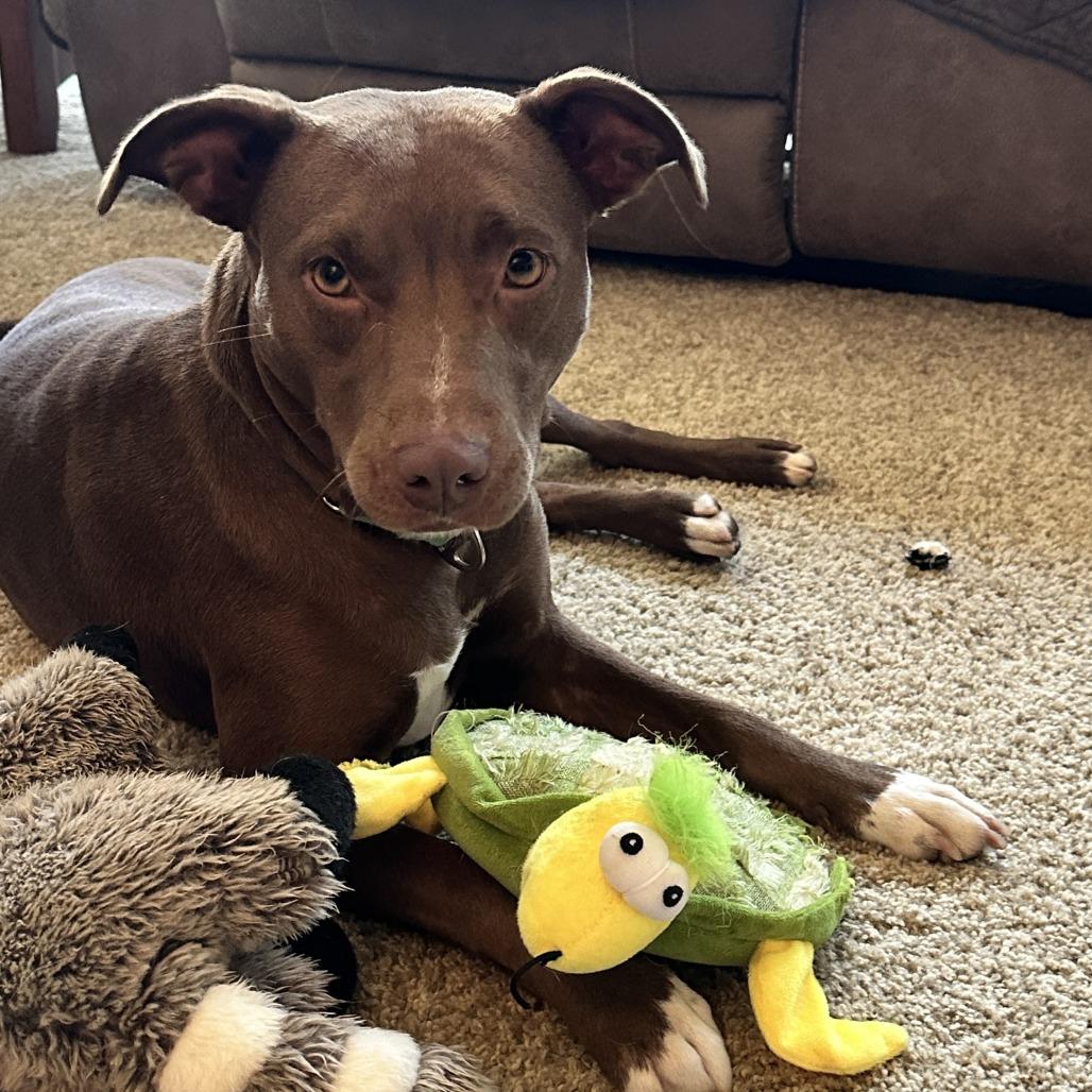 Enlarge Aponi, a Adoptable Mixed Breed in Alexandria, VA image 6/6