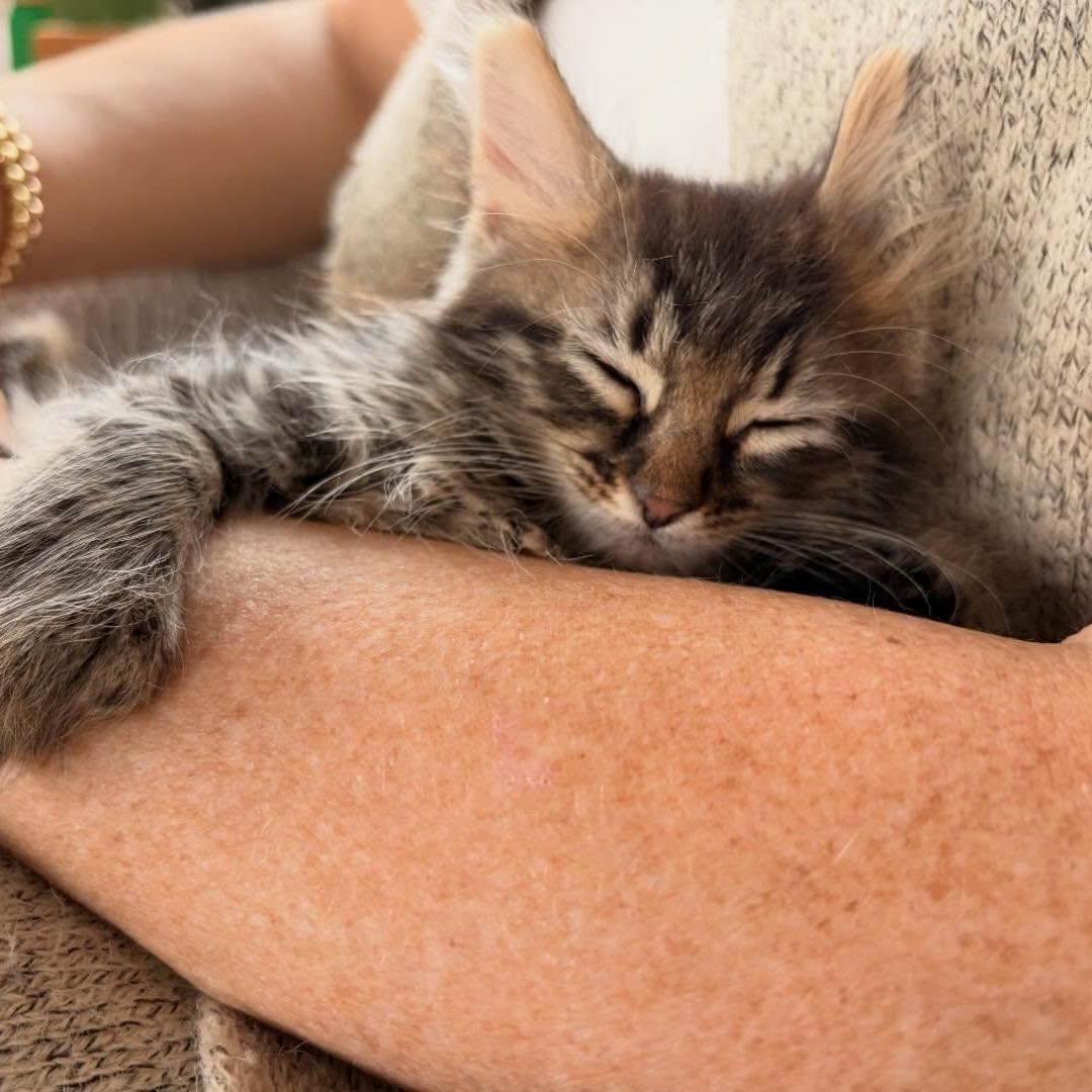 Enlarge Maxine, a ADOPTABLE Domestic Medium Hair in Chicago, IL image 3/6