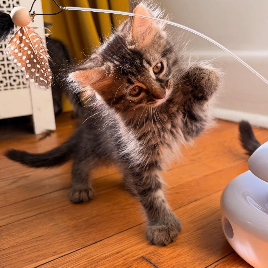 Enlarge Maxine, a ADOPTABLE Domestic Medium Hair in Chicago, IL image 2/6