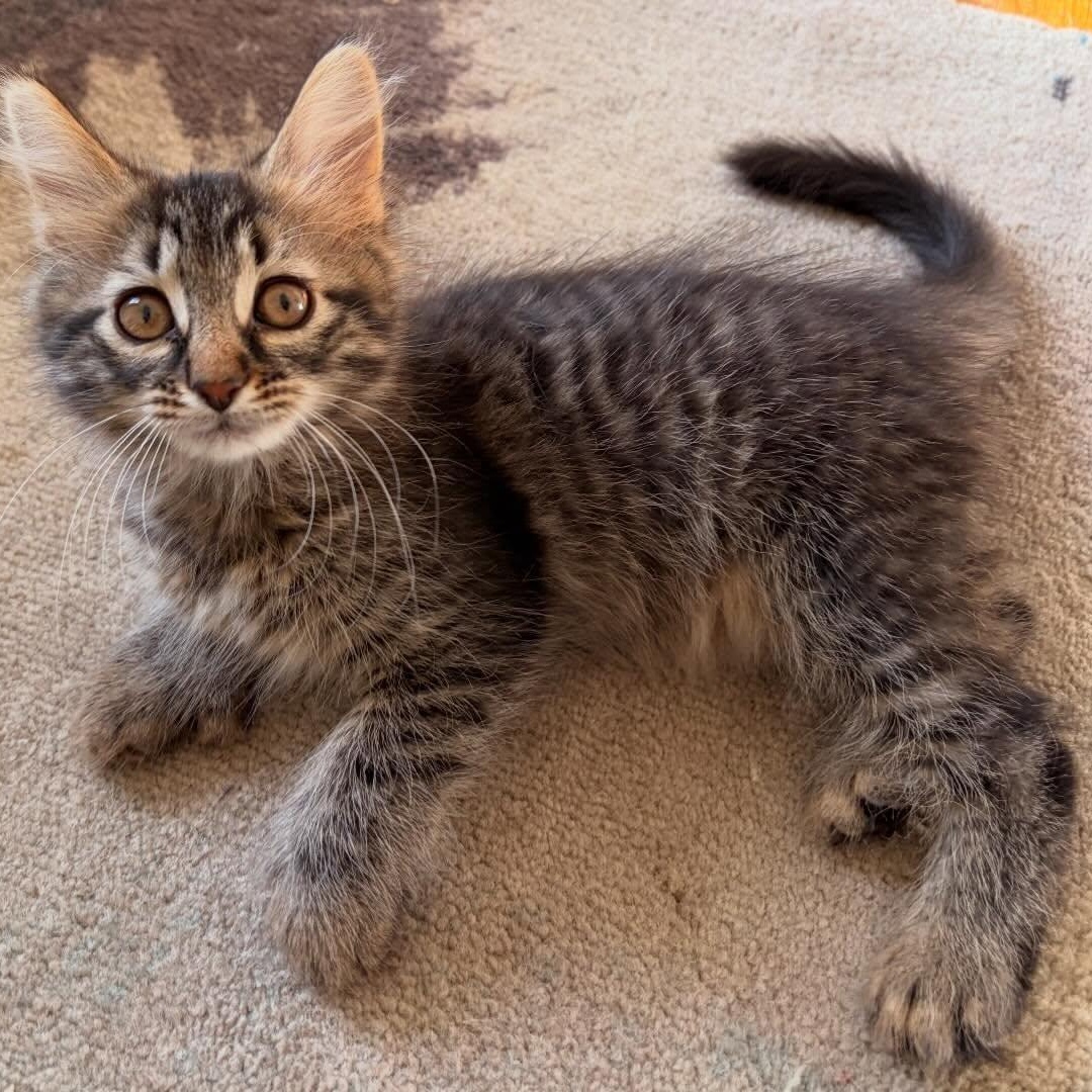 Enlarge Maxine, a ADOPTABLE Domestic Medium Hair in Chicago, IL image 6/6