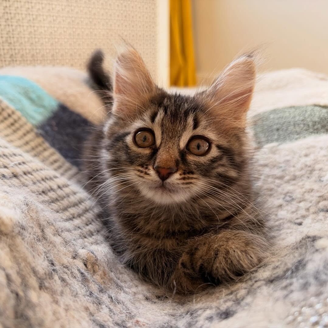 Enlarge Maxine, a ADOPTABLE Domestic Medium Hair in Chicago, IL image 5/6
