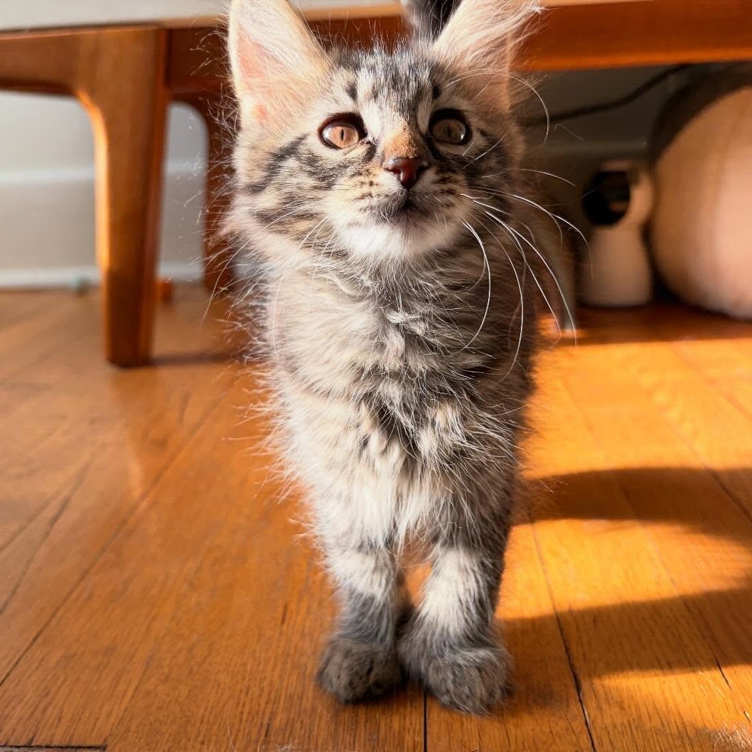 Enlarge Maxine, a ADOPTABLE Domestic Medium Hair in Chicago, IL image 4/6