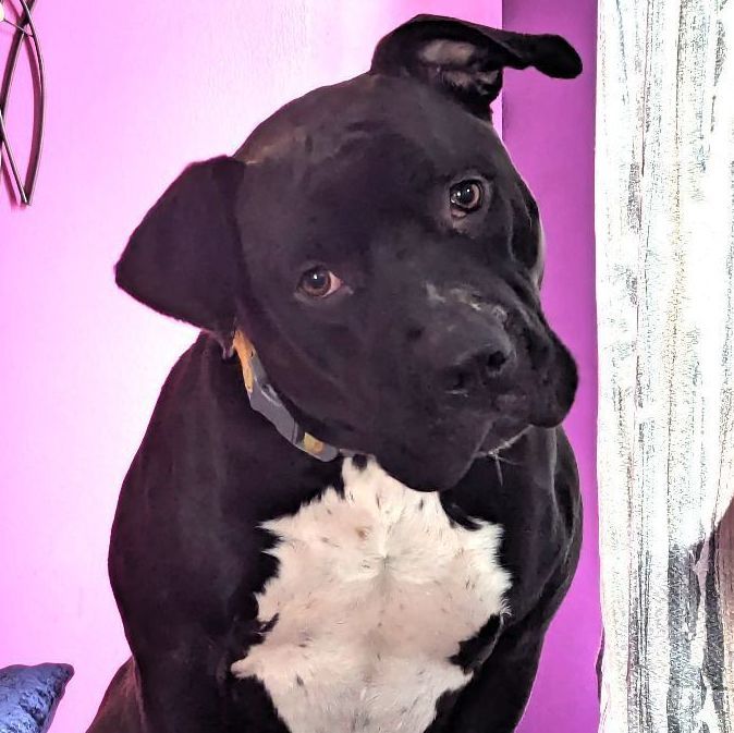 Shyla OS CM 1021, a Adoptable mixed breed in West Bloomfield, MI image 1/6