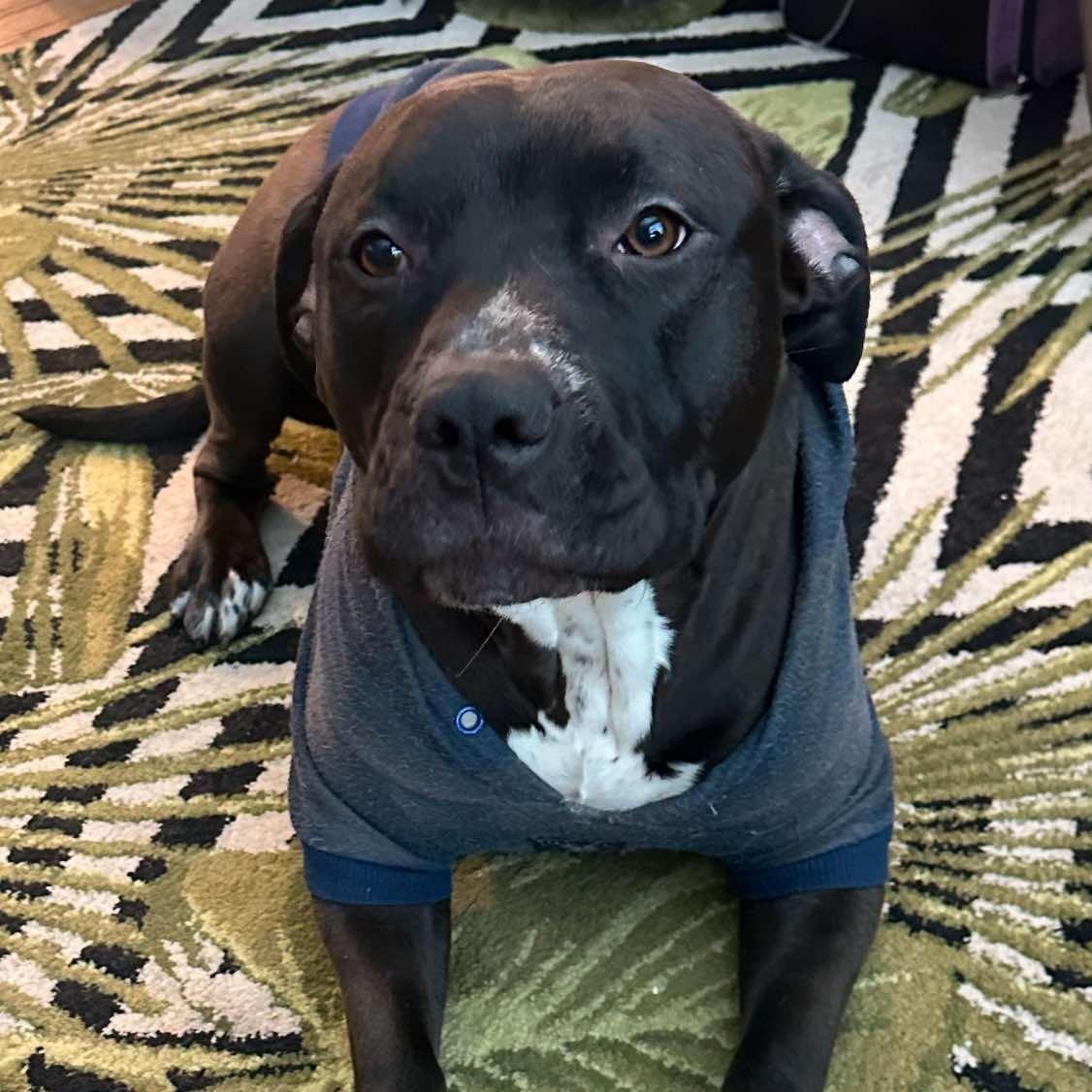 Shyla OS CM 1021, a Adoptable mixed breed in West Bloomfield, MI image 2/6