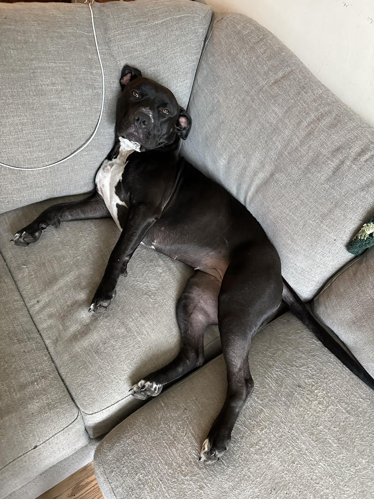 Shyla OS CM 1021, a Adoptable mixed breed in West Bloomfield, MI image 3/6