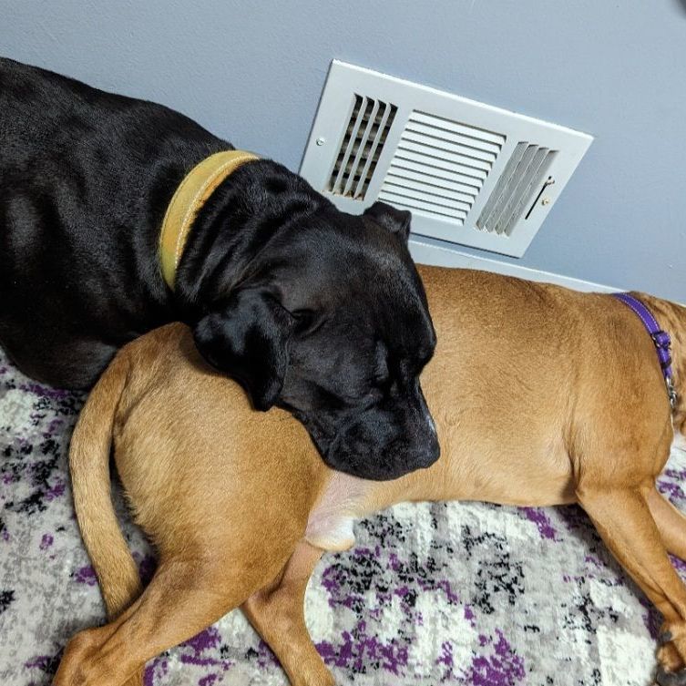 Shyla OS CM 1021, a Adoptable mixed breed in West Bloomfield, MI image 6/6