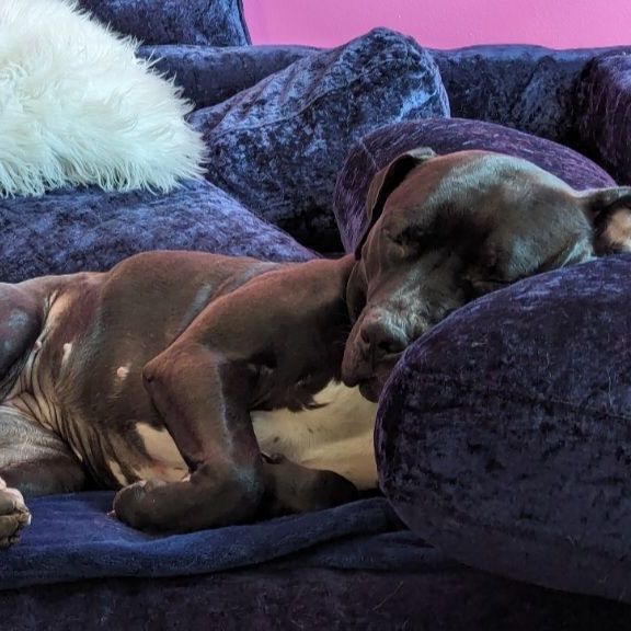 Shyla OS CM 1021, a Adoptable mixed breed in West Bloomfield, MI image 4/6