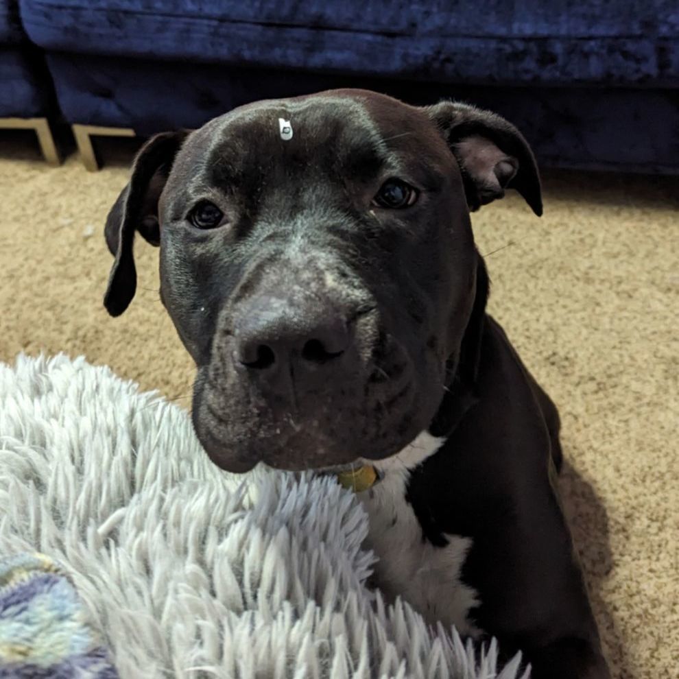 Shyla OS CM 1021, a Adoptable mixed breed in West Bloomfield, MI image 5/6