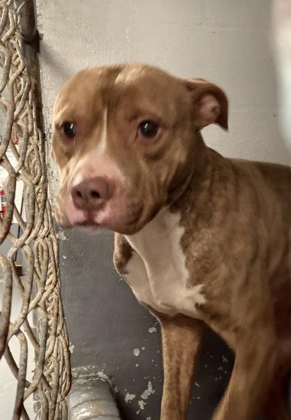 Enlarge Cash - 3, a Adoptable mixed breed in Daytona Beach, FL image 1/1