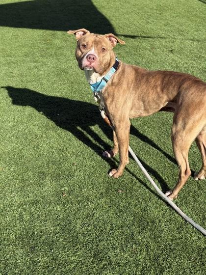 Cash - 3, Adoptable, Young Male Mixed Breed & Mixed Breed.