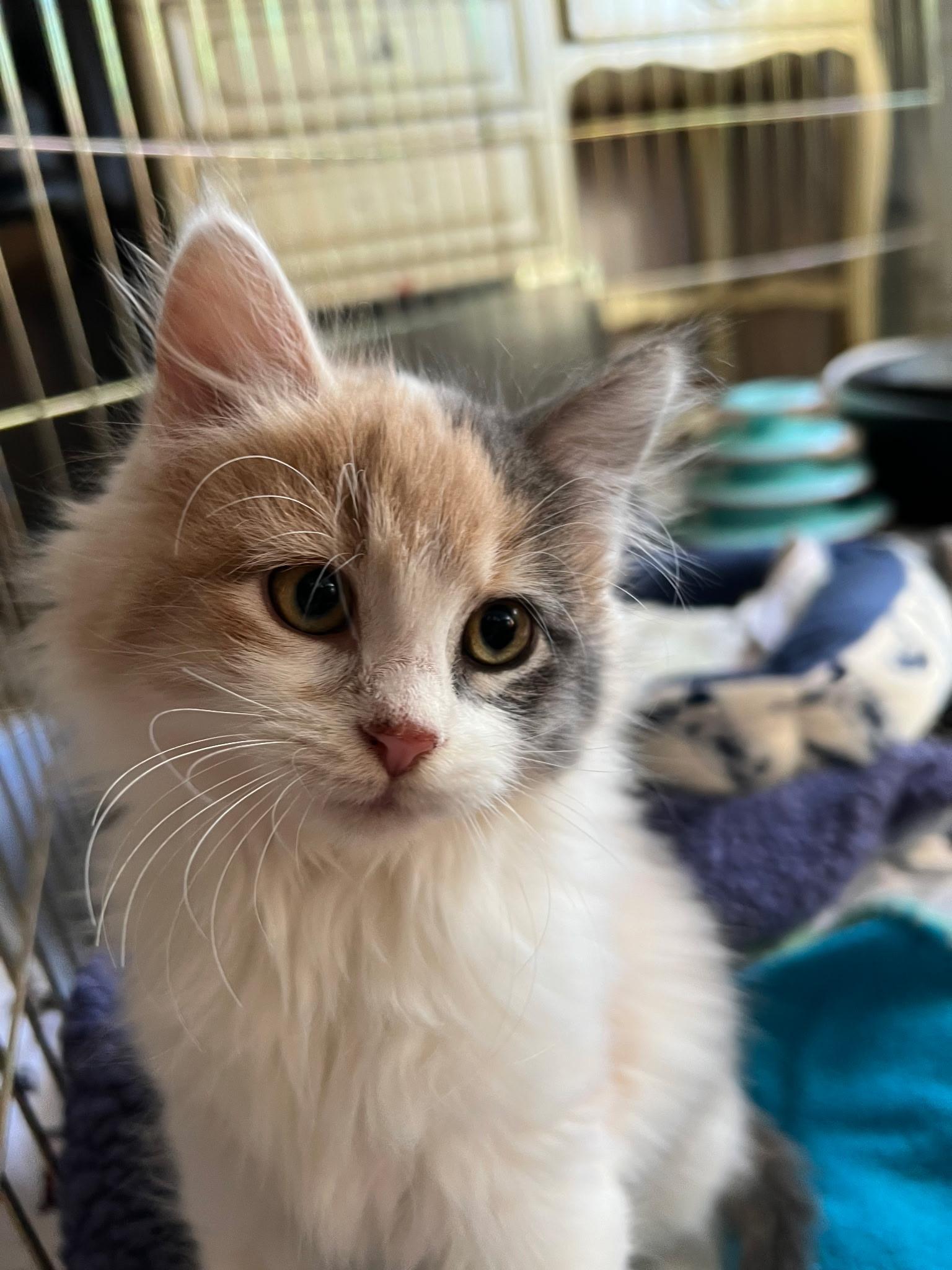 Freddie and Daphne, a Adoptable Domestic Short Hair in Farmington, MN image 3/6