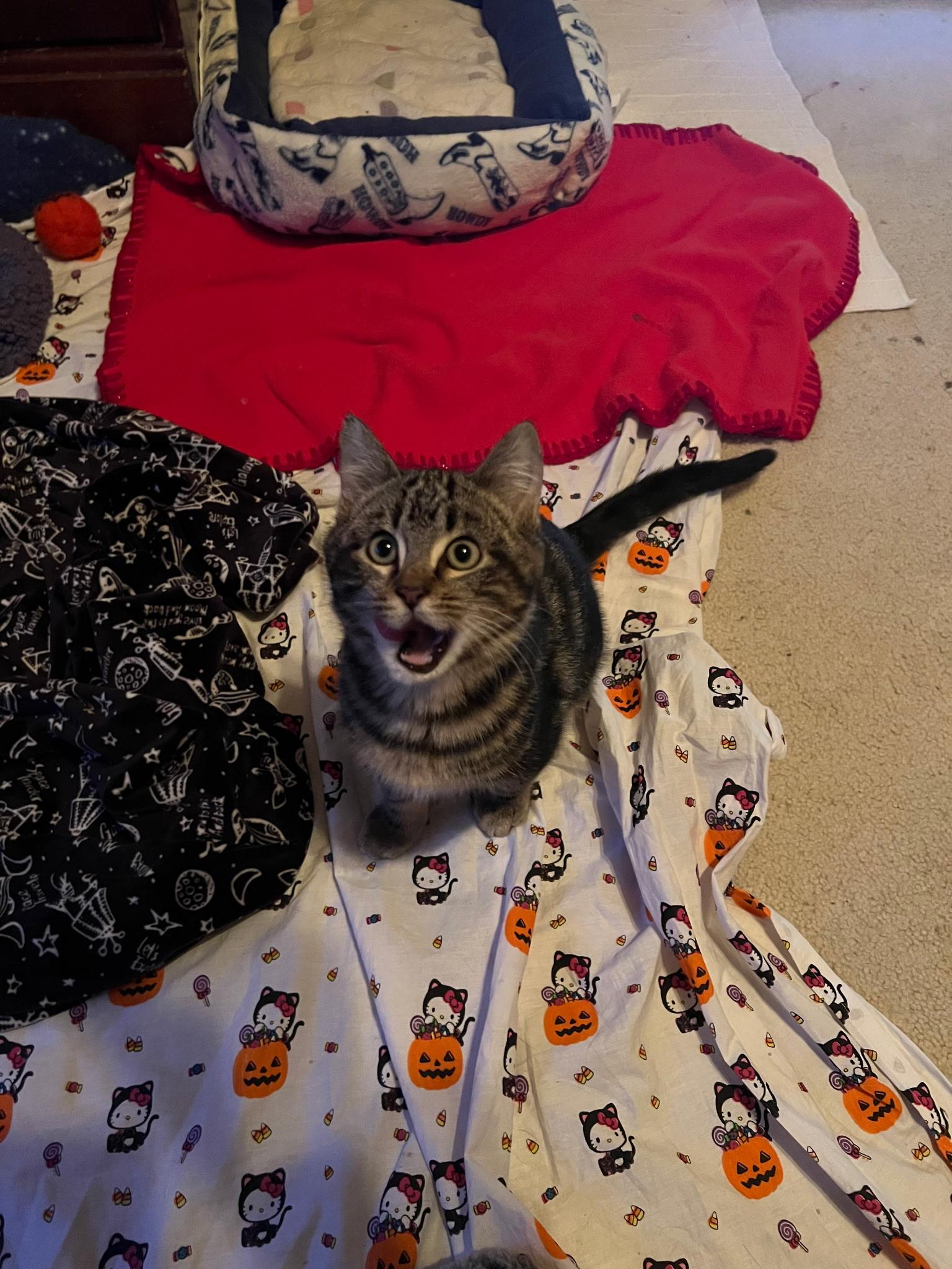 Freddie and Daphne, a Adoptable Domestic Short Hair in Farmington, MN image 4/6