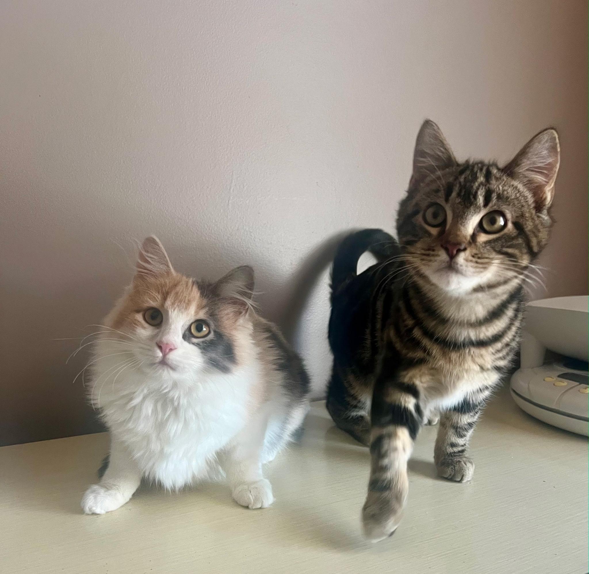 Freddie and Daphne, Adoptable, Kitten Male Domestic Short Hair.