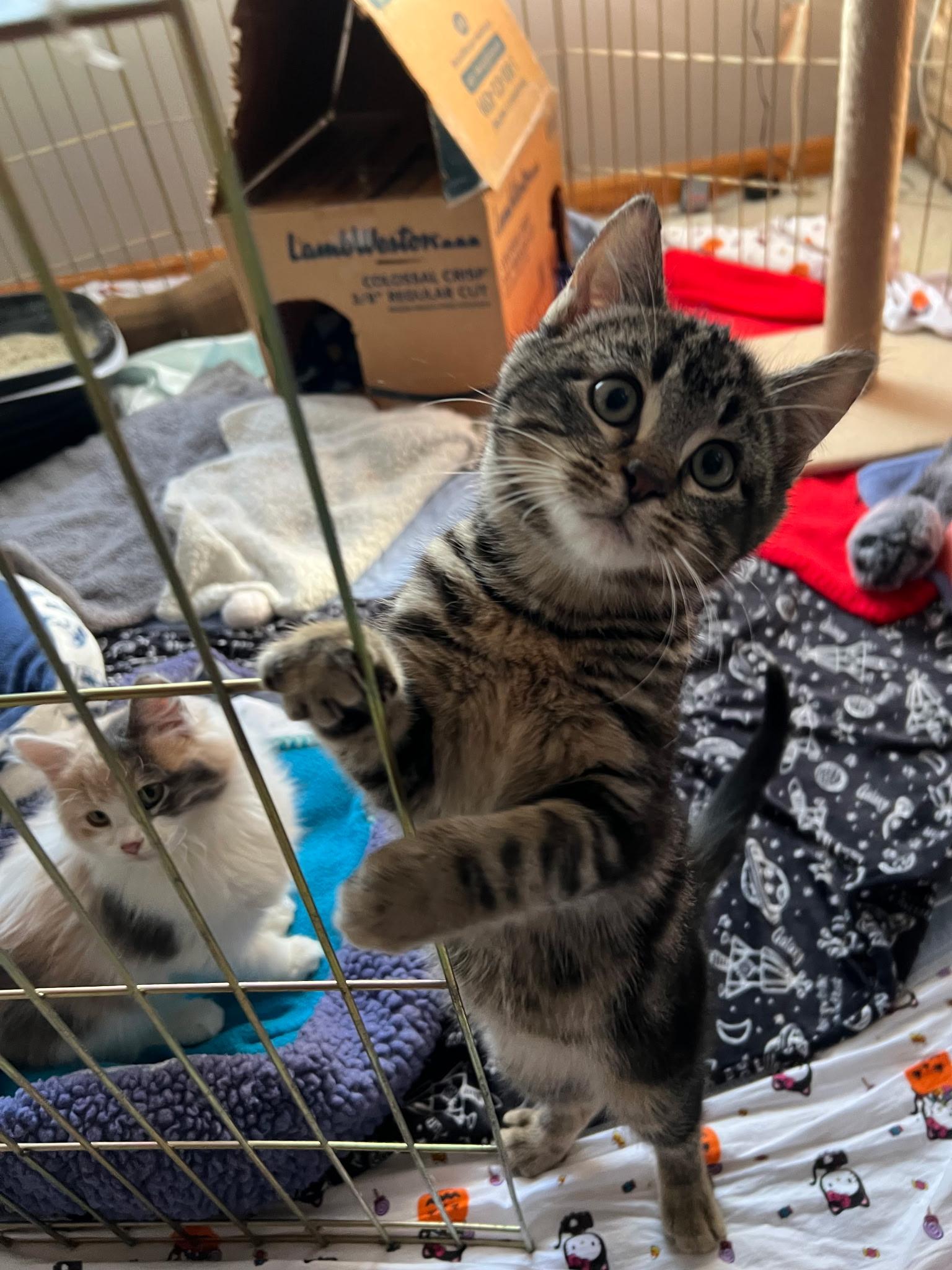 Freddie and Daphne, a Adoptable Domestic Short Hair in Farmington, MN image 2/6
