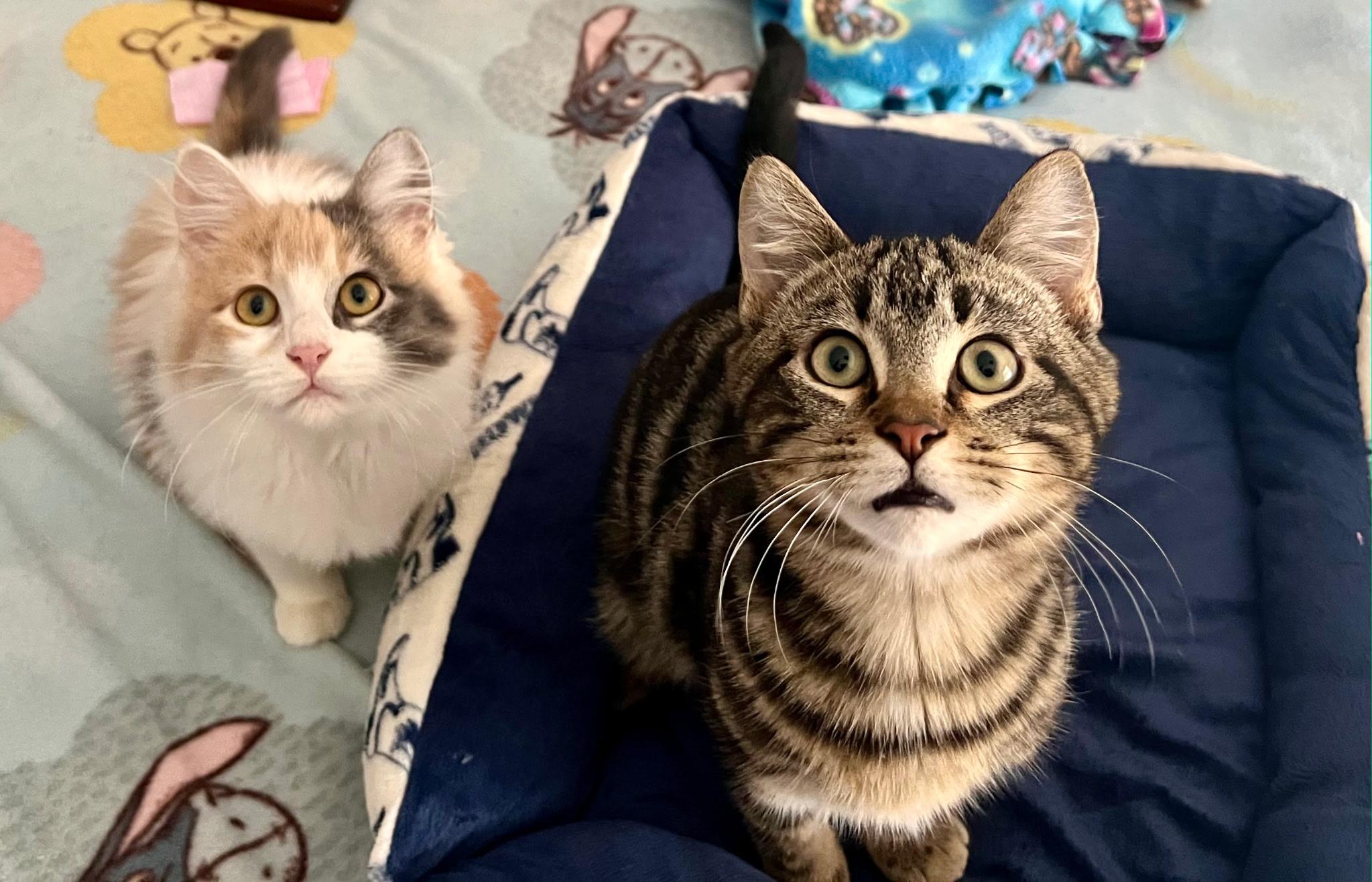 Freddie and Daphne, a Adoptable Domestic Short Hair in Farmington, MN image 6/6