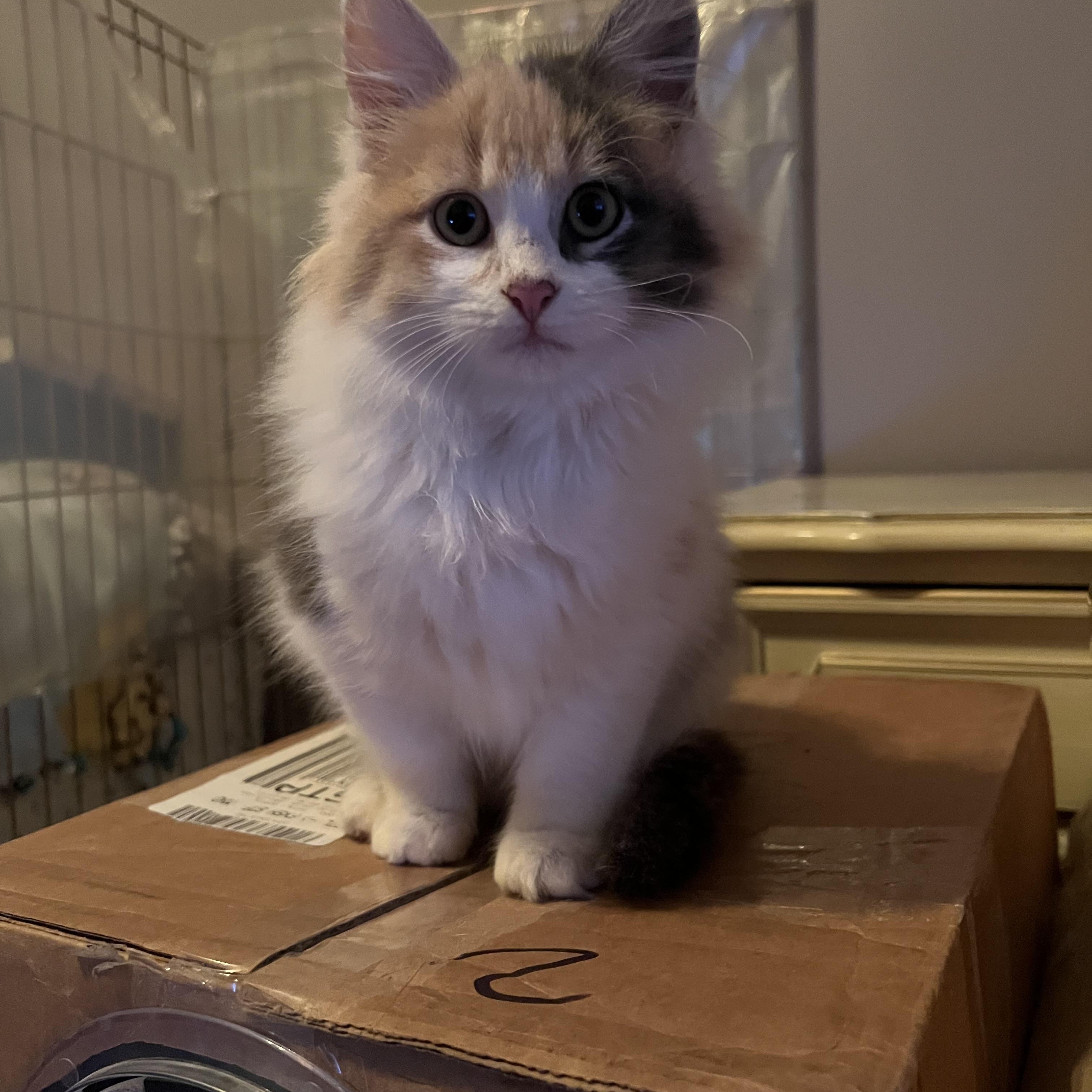 Freddie and Daphne, a Adoptable Domestic Short Hair in Farmington, MN image 5/6