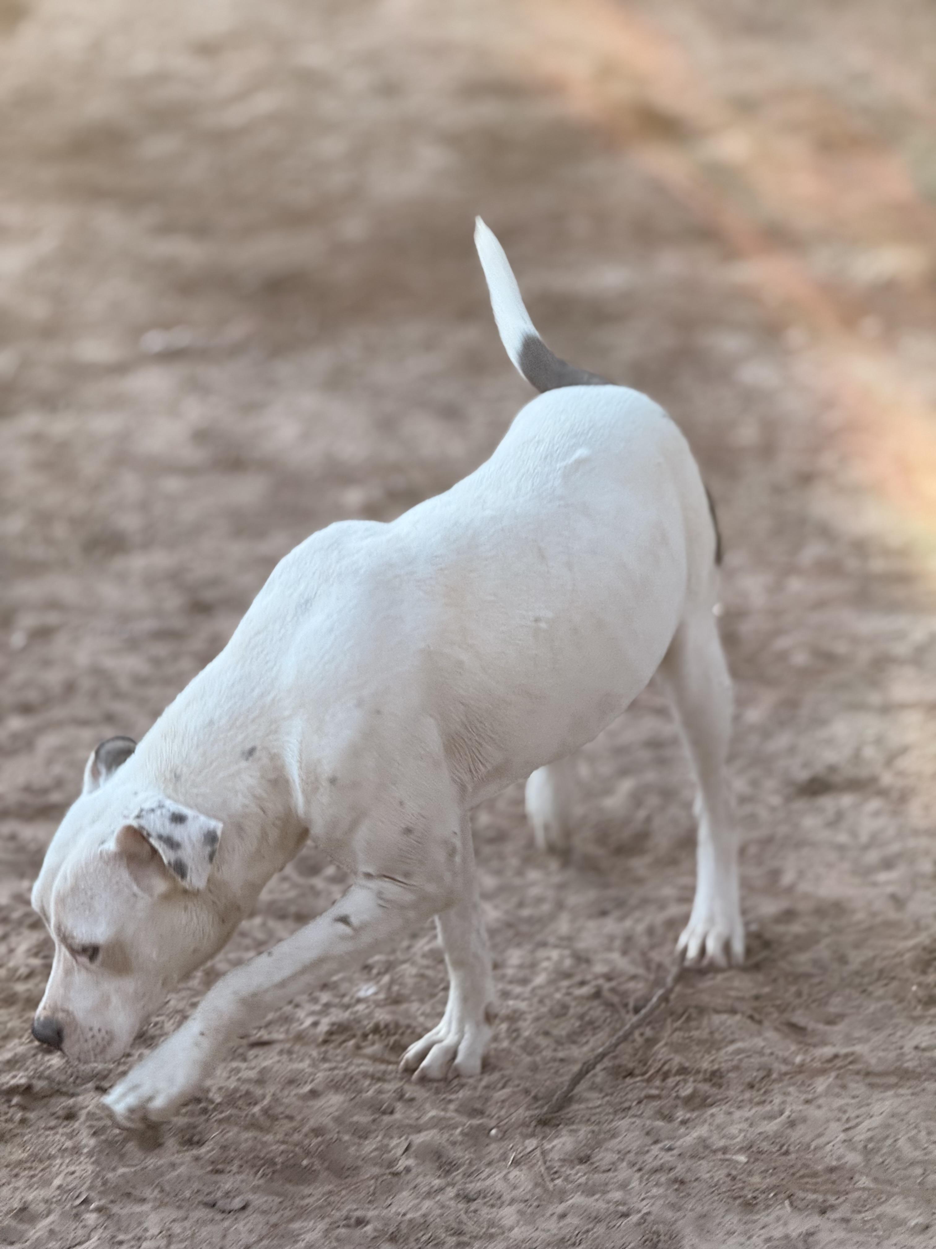 Enlarge Crystal, an adopted mixed breed in Atlanta, TX image 1/1