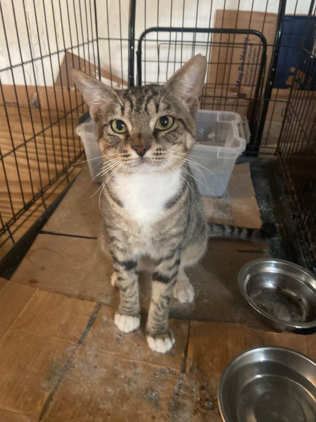 Bobo, Adopted, Young Male Domestic Short Hair.