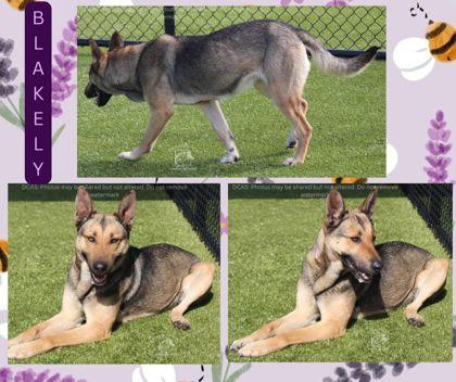 BLAKELY, Adoptable, Adult Female German Shepherd Dog & Mixed Breed.