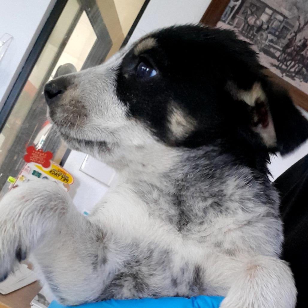 (COD) Lady, Adoptable, Puppy Female Australian Cattle Dog / Blue Heeler.