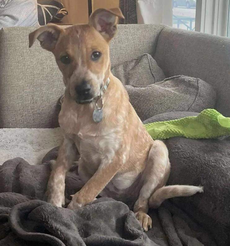 Hendrix, adopted, Puppy Female Mixed Breed.