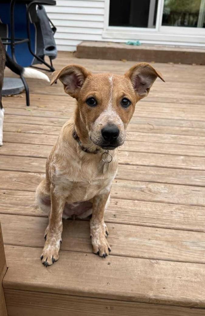 Hendrix, an adopted Mixed Breed in De Pere, WI image 2/2