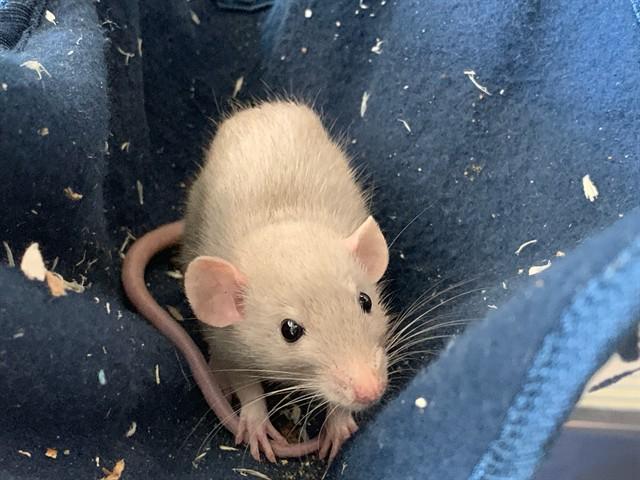 Cream, adopted, Young Male Rat.