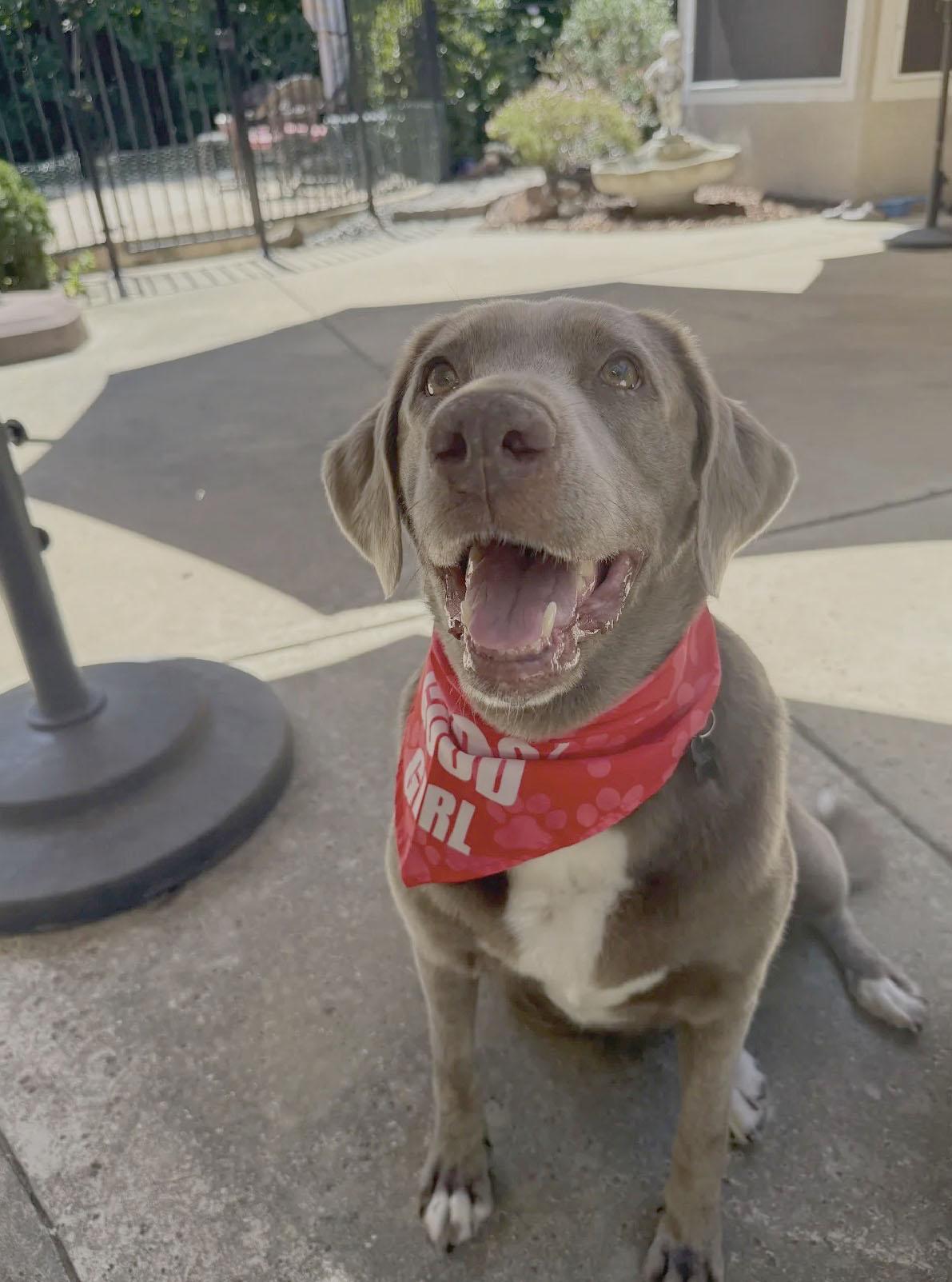 Bonnie, a ADOPTABLE Labrador Retriever in Sacramento, CA image 2/5