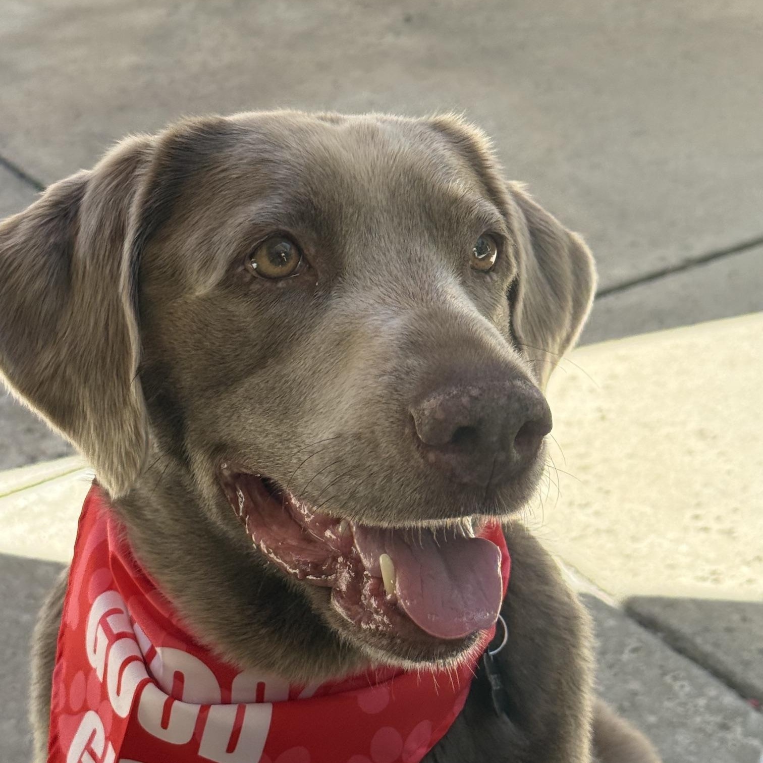 Bonnie, a ADOPTABLE Labrador Retriever in Sacramento, CA image 3/5