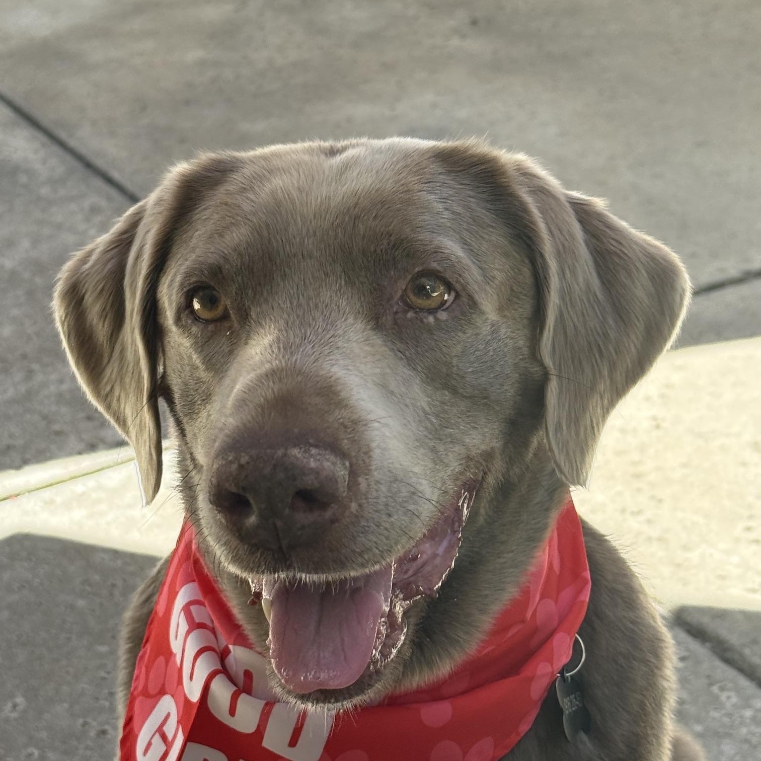 Bonnie, ADOPTABLE, Senior Female Labrador Retriever.