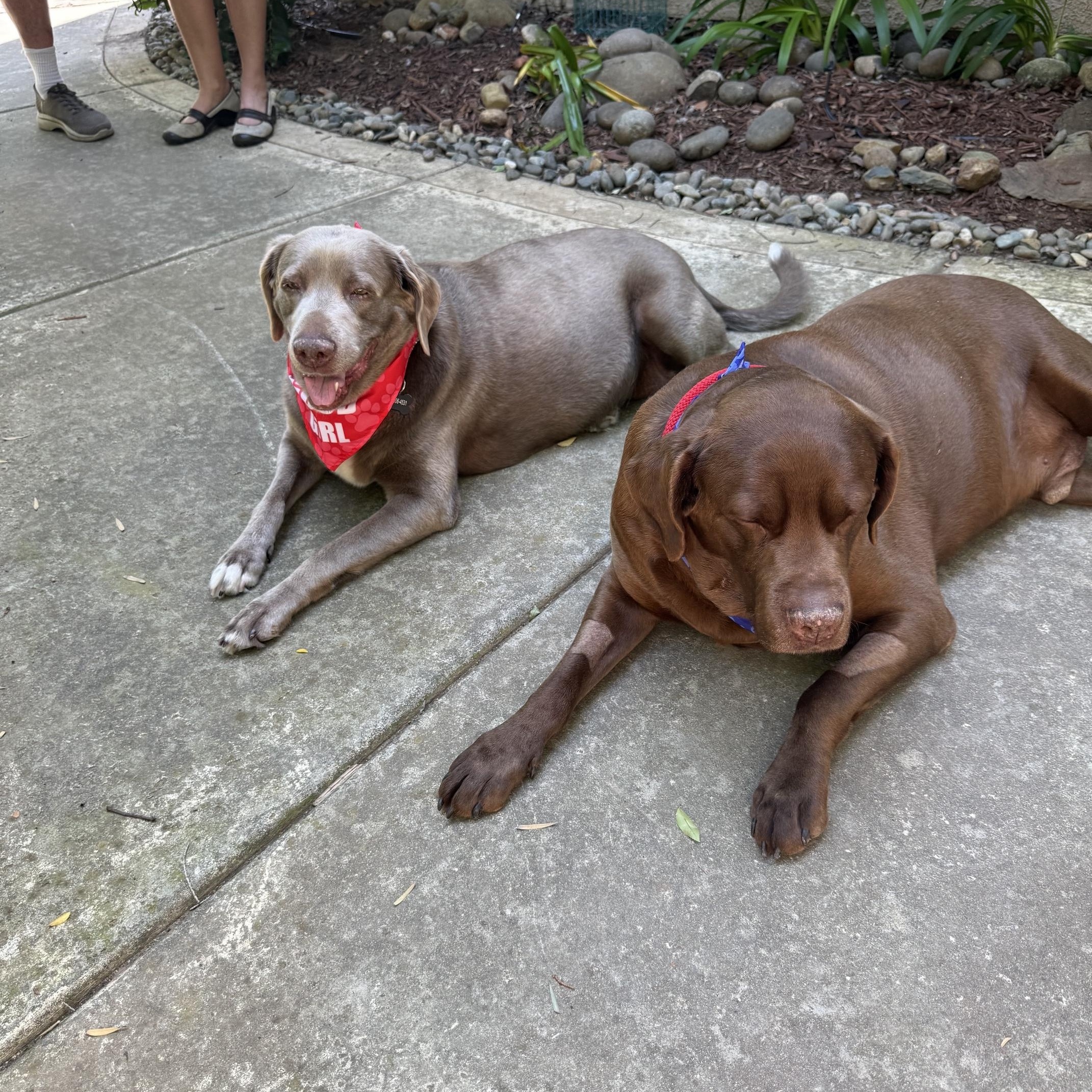 Bonnie, a ADOPTABLE Labrador Retriever in Sacramento, CA image 4/5