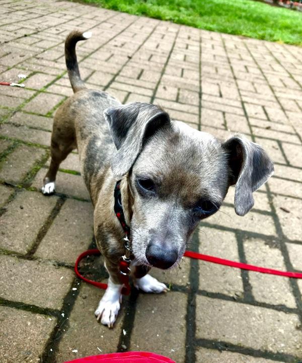Bonnie, Adoptable, Adult Female Chihuahua & Dachshund.