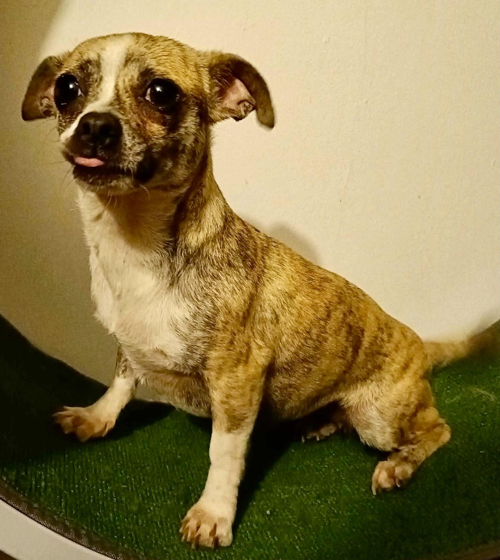 Minnie, a Adopted mixed breed in San Diego, CA image 1/3