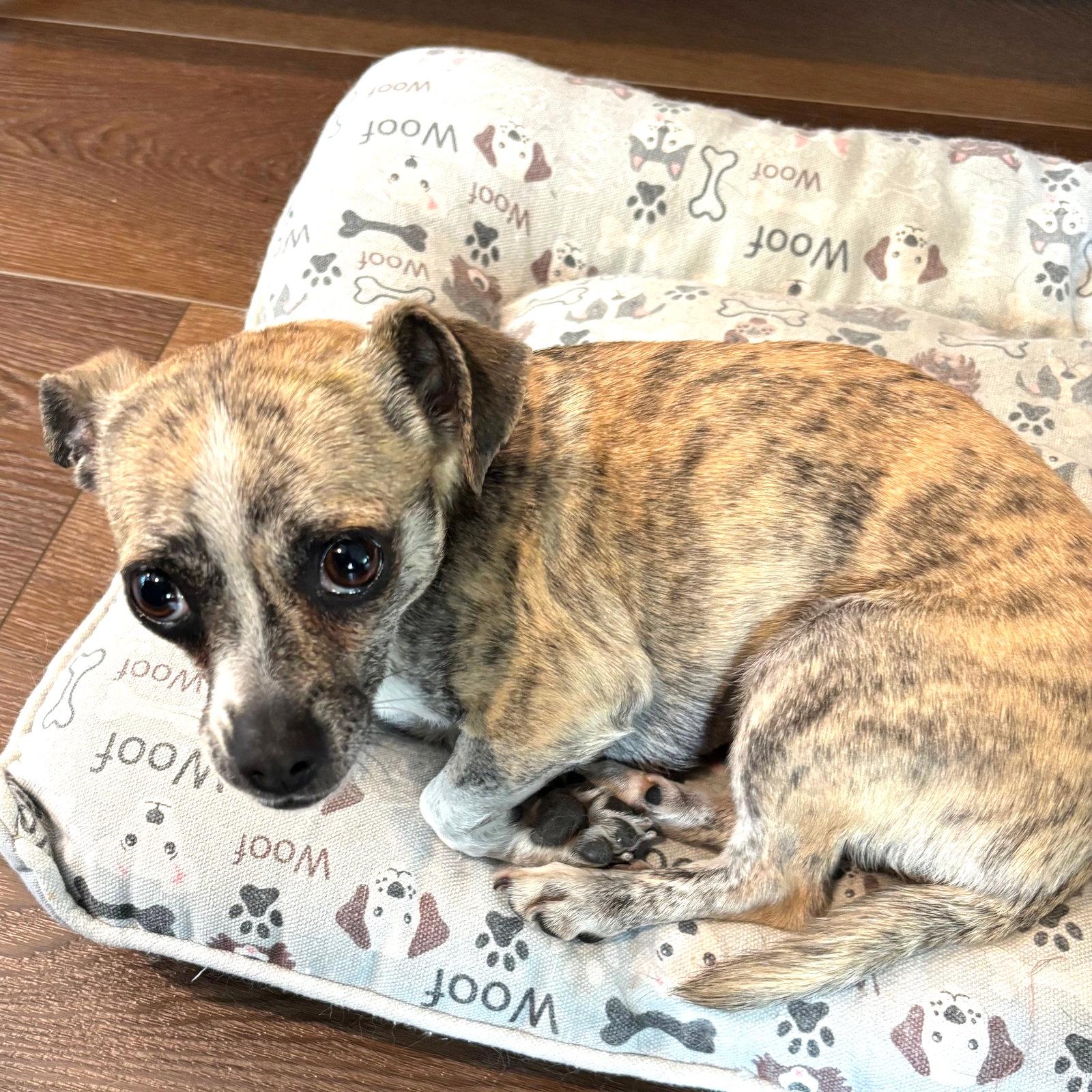 Minnie, a Adopted mixed breed in San Diego, CA image 2/3