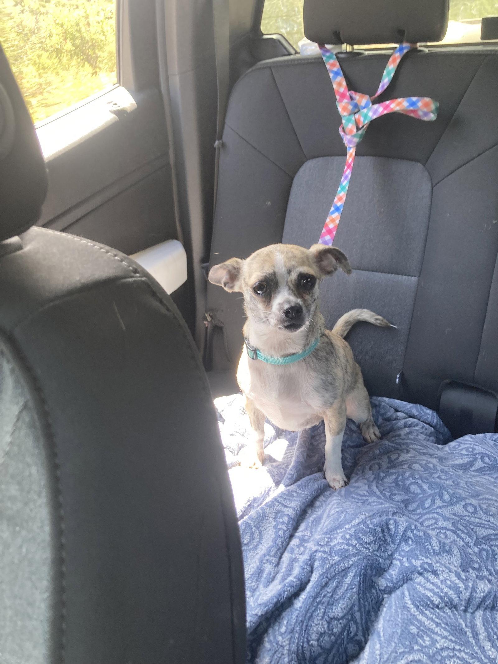 Minnie, a Adopted mixed breed in San Diego, CA image 3/3