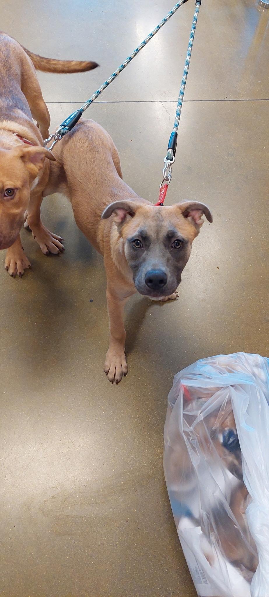 Baby Blue, Adopted, Young Female Mastiff & German Shepherd Dog.