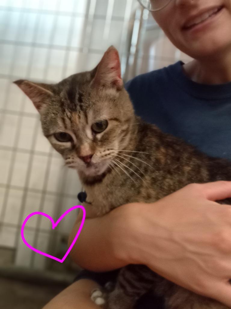Enlarge Princess (Fee Sponsored), a Adoptable mixed breed in Saint James, MN image 2/3