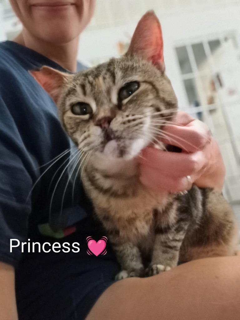 Enlarge Princess (Fee Sponsored), a Adoptable mixed breed in Saint James, MN image 3/3