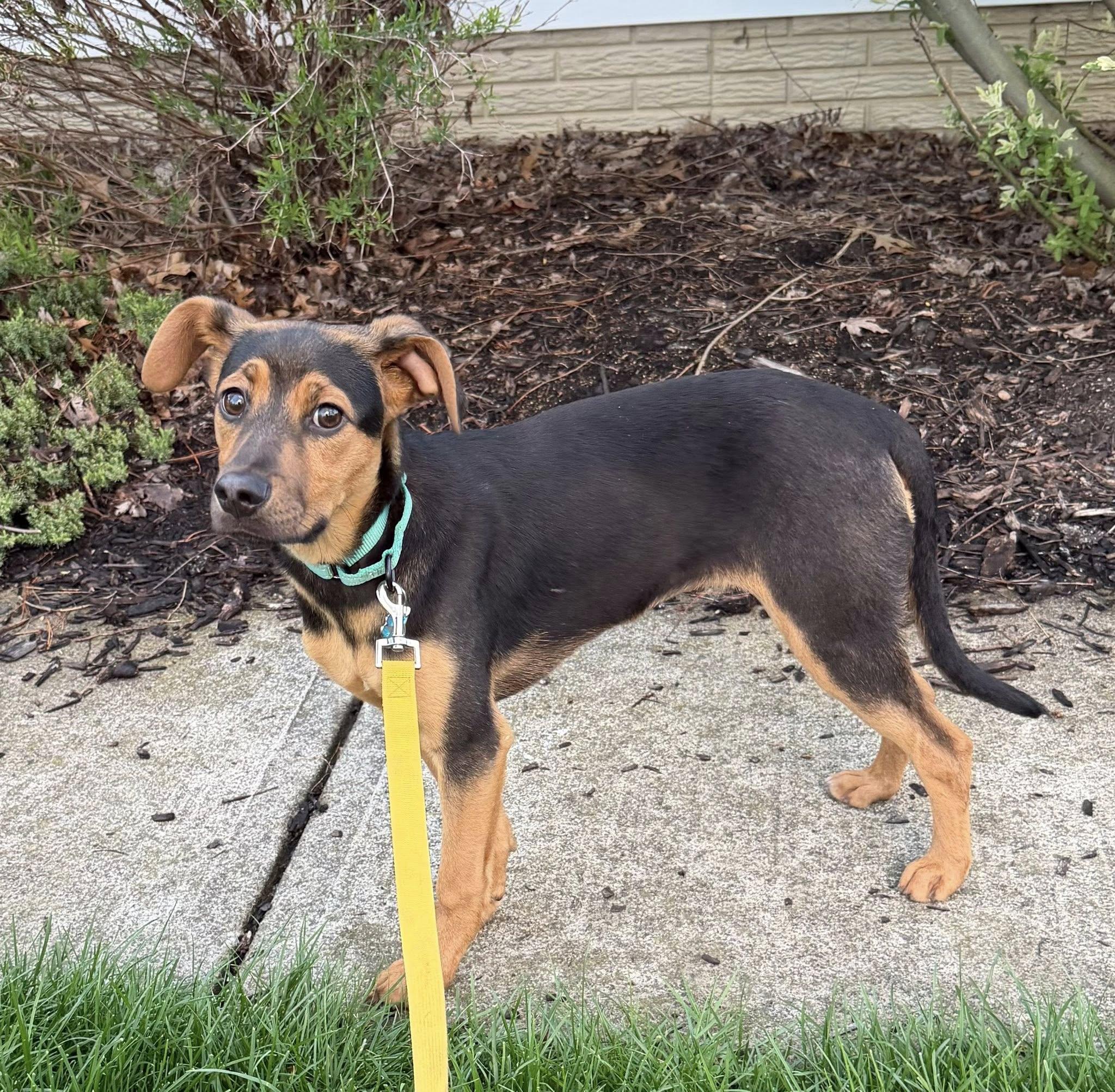 Enlarge Moonstone, an adopted mixed breed in Grafton, OH image 2/4